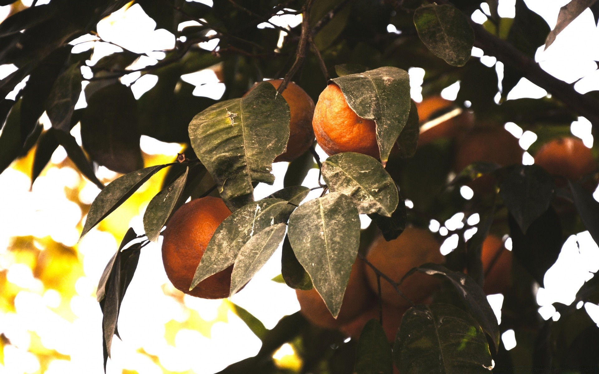 comida e bebida árvore folha fruta ramo comida natureza flora outono ao ar livre crescer pendurado cor agricultura desktop temporada