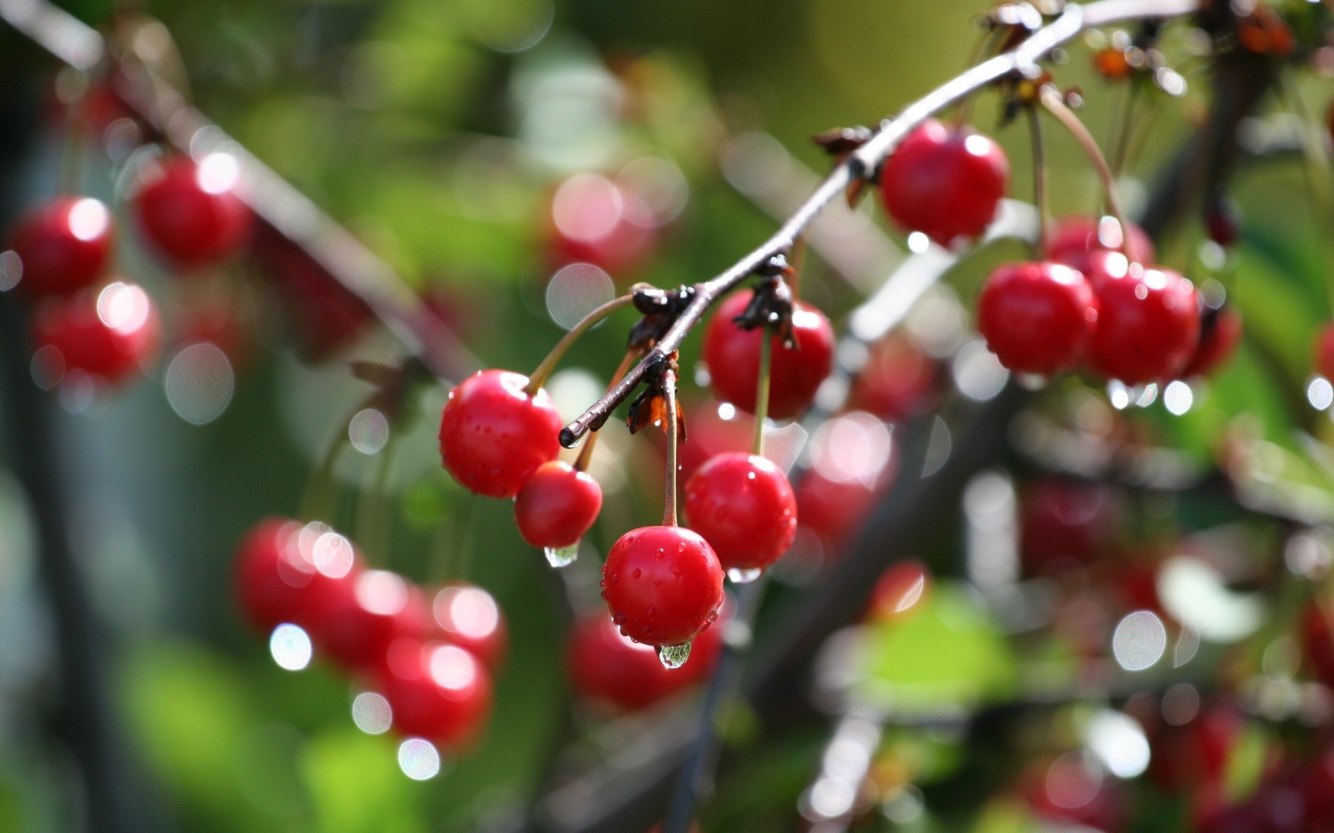 obst baum beere natur blatt filiale kirsche essen garten gebäck glänzt saftig farbe winter