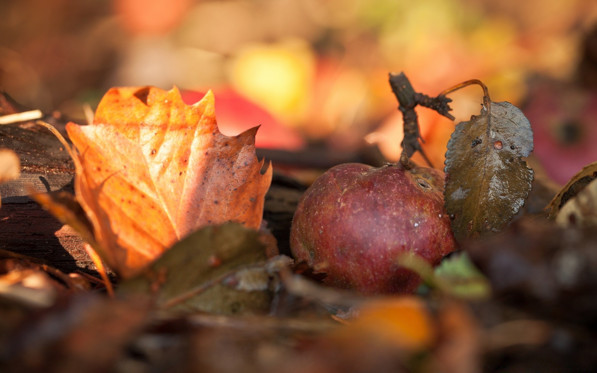 jedzenie i picie jesień liść jedzenie natura drewno martwa natura na zewnątrz