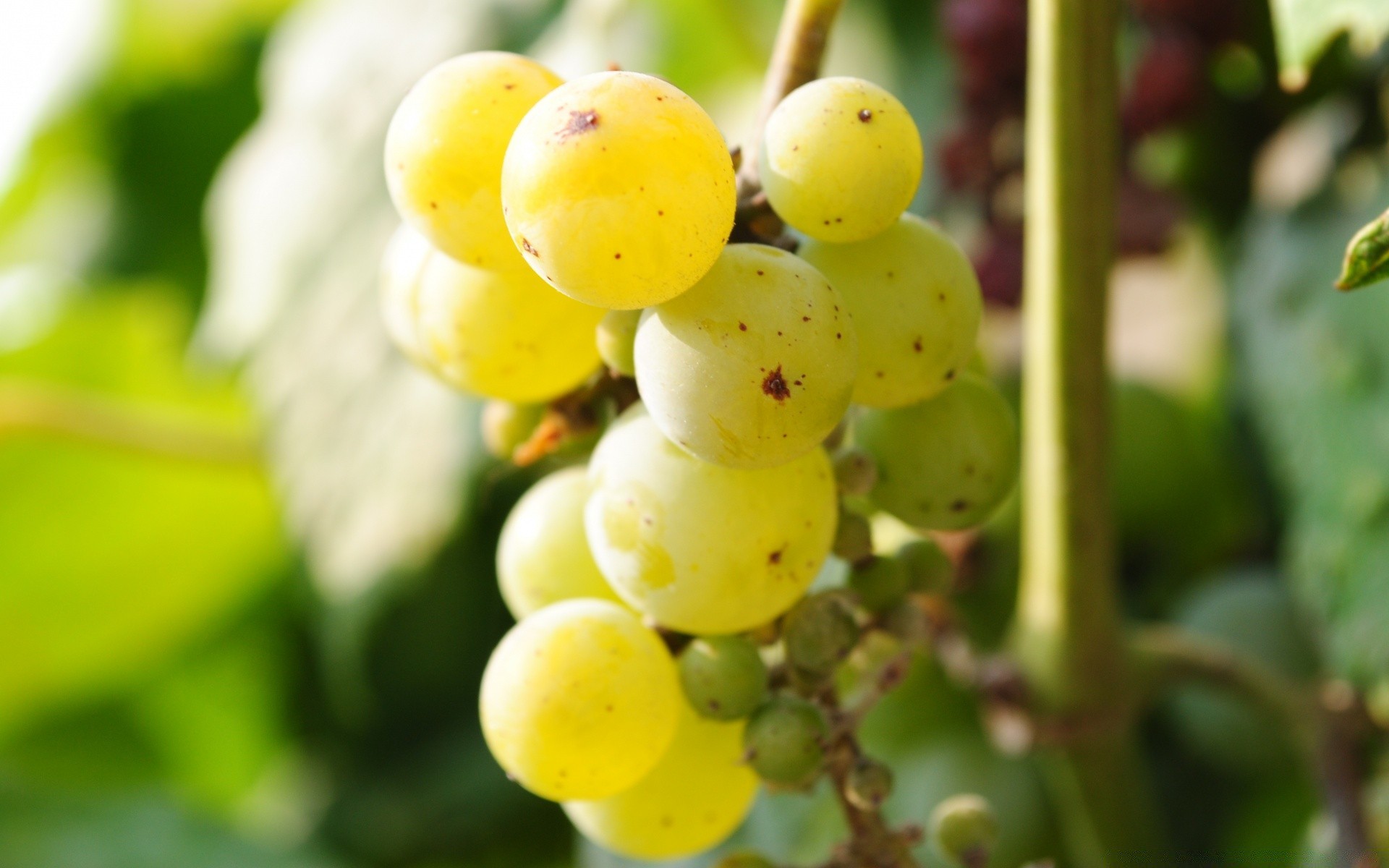 frutta vite cibo uva crescere pascolo vino mucchio agricoltura succosa foglia natura cluster cantina vigna bacca pompelmo azienda agricola salute