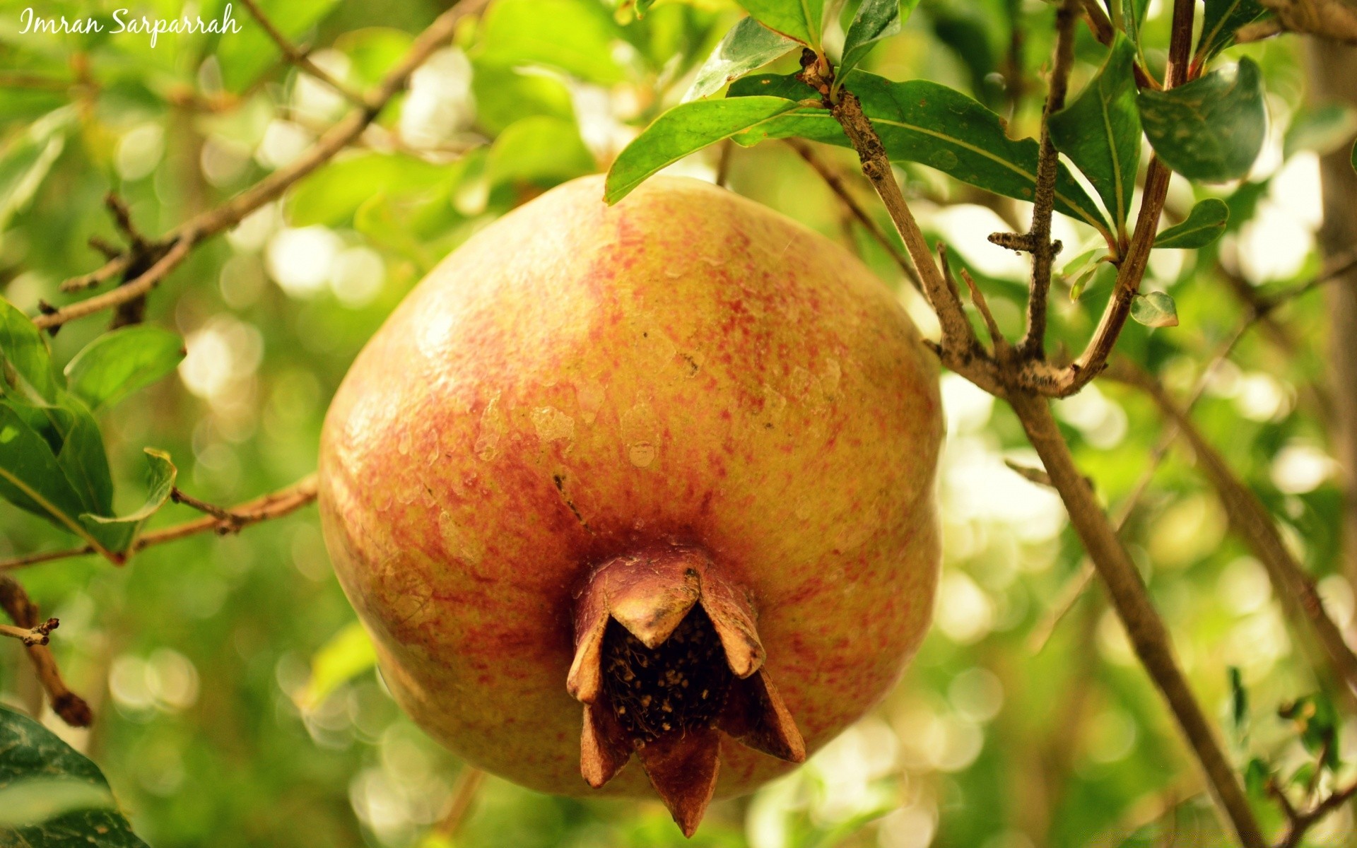 fruta comida naturaleza hoja árbol jugoso tropical manzana pastelería rama pasto jardín verano colgando flora otoño crecer