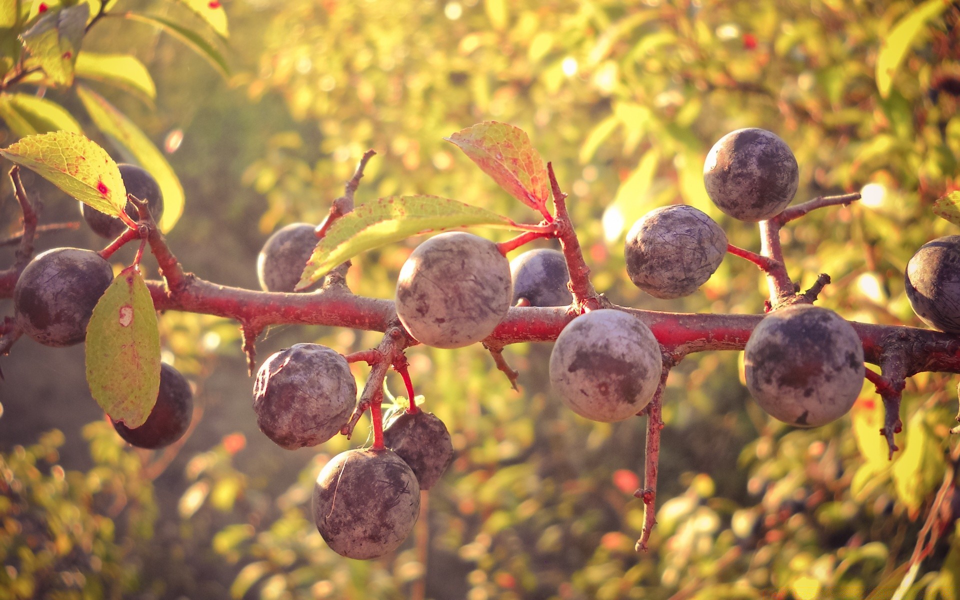 food & drink fruit nature fall leaf food tree flora pasture berry branch color summer outdoors season garden