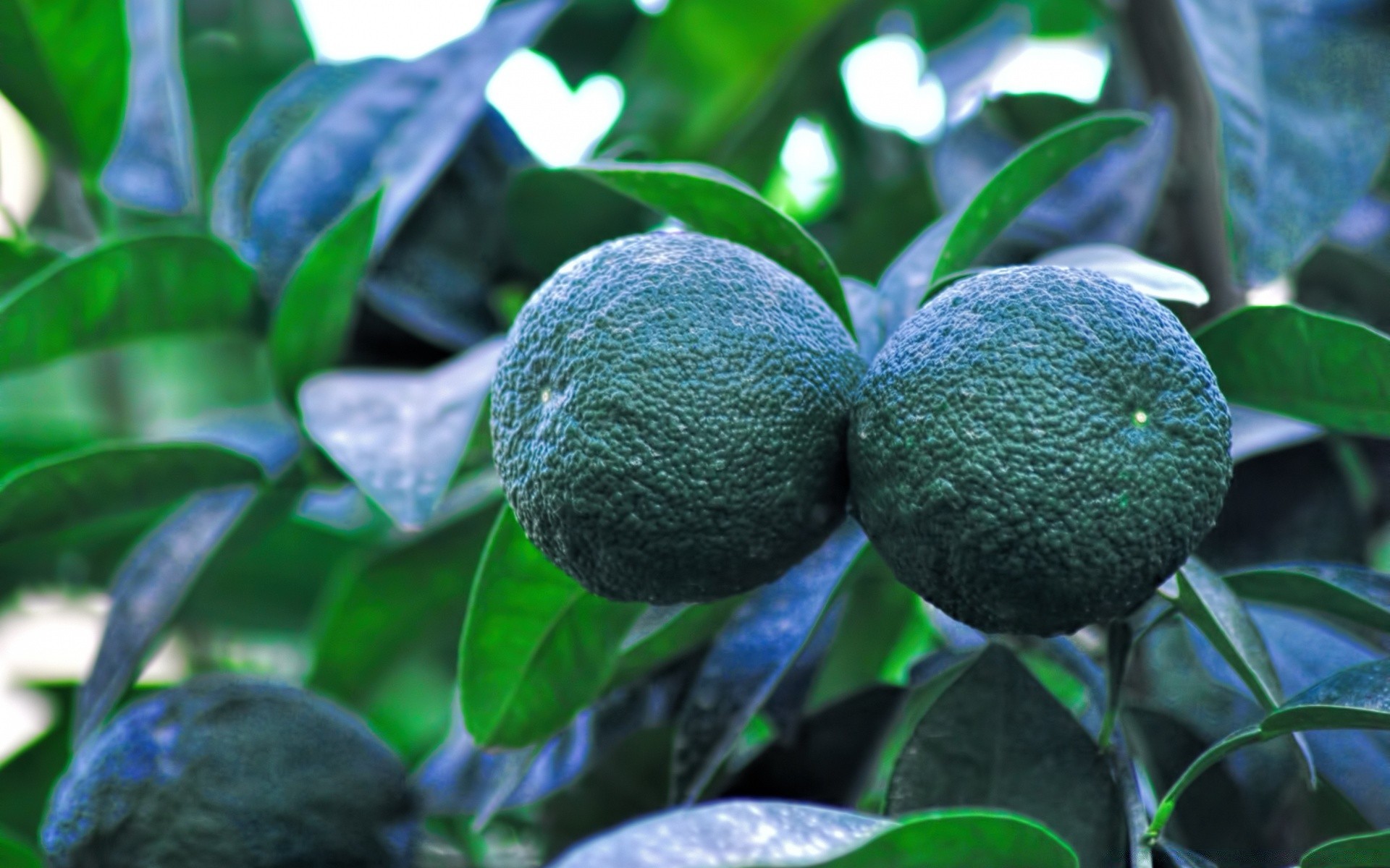 alimentos y bebidas hoja naturaleza fruta tropical flora comida jugosa verano árbol color jardín frescura rama