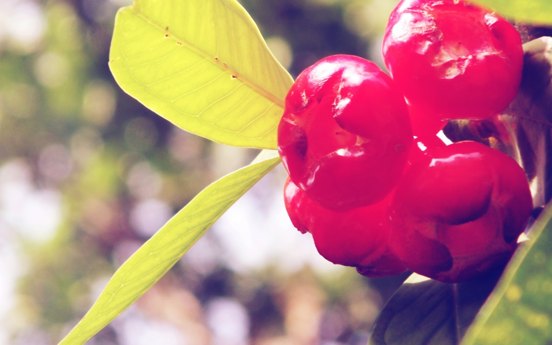 obst natur blume blatt flora garten farbe hell sommer schön im freien schließen