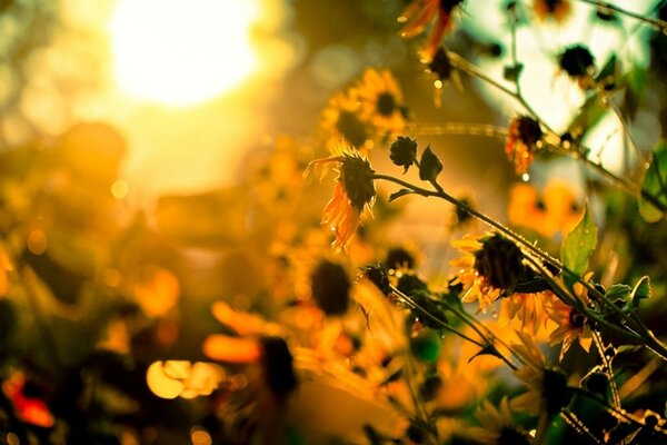 La luz del sol a través de las flores