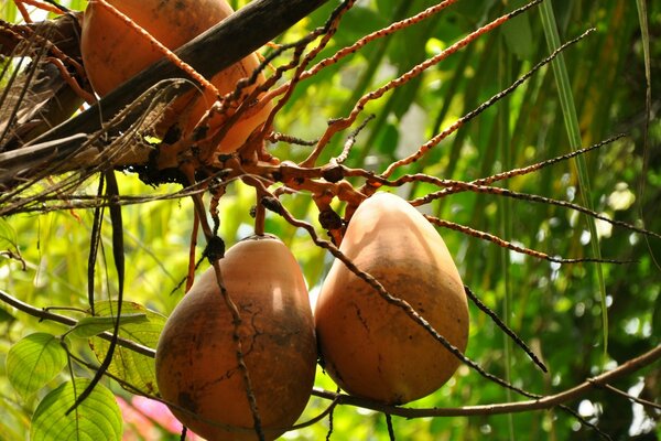 Obst auf dem Baum Tapete mit Natur