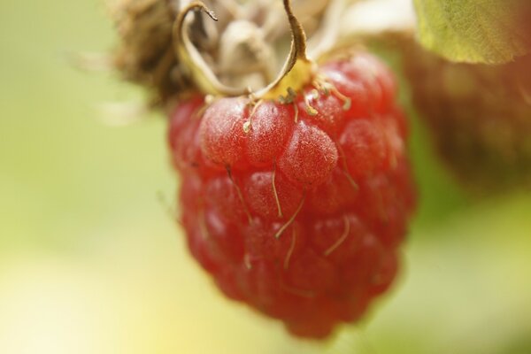 Juicy raspberries on a branch