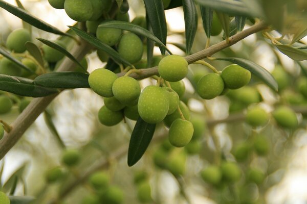 Green berries ripening on a tree