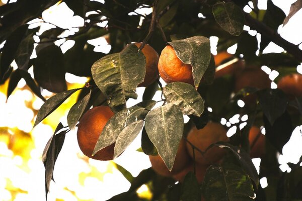 Growing oranges on a branch against the background of the sun