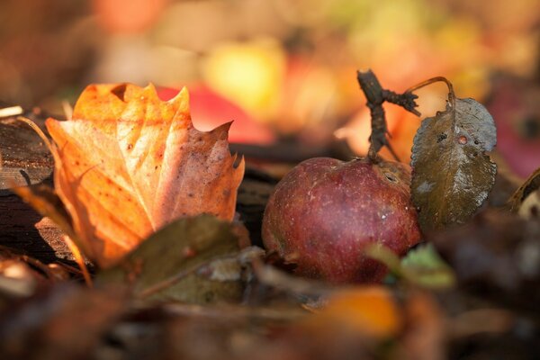 Temporada otoño foto