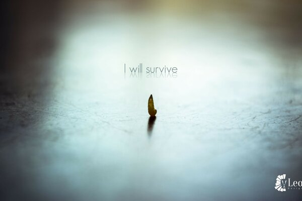  I will survive сурет