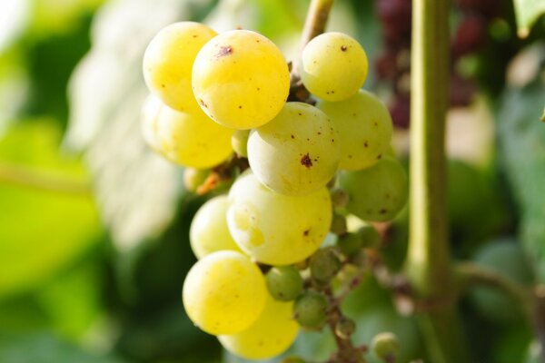 Vine grapes on a branch