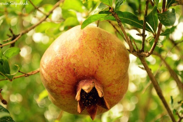 Fragrant delicious food hanging on a tree