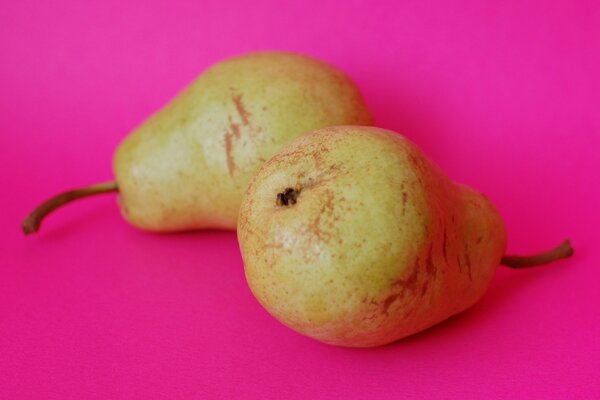 Two ripe pears on a pink background