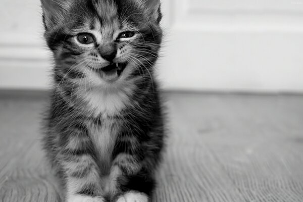 Black and white picture of a kitten on the floor