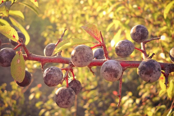 Juicy plum on a tree autumn landscape