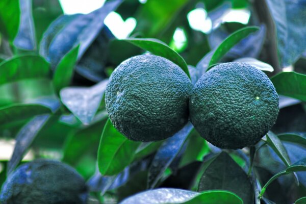 Tropical fruits on a tree background with a picture of nature