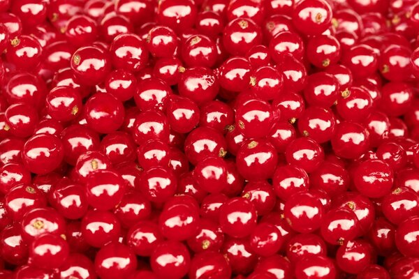 Red berry close-up