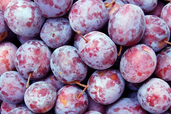 Zbliżenie Plum Harvest zdjęcia