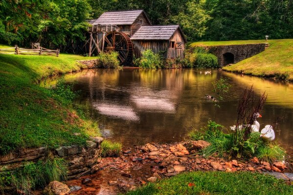 Old mill geese by the water