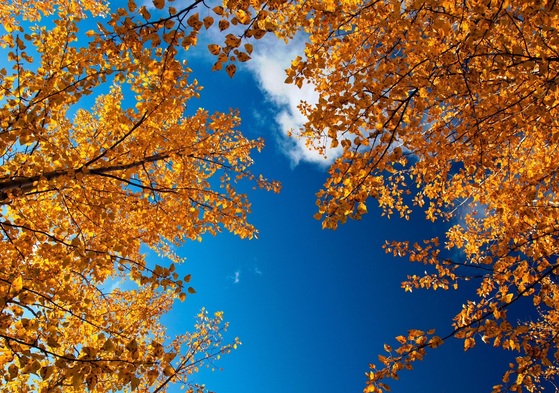 automne automne feuille saison bois or érable bois nature lumineux branche changement beau temps paysage couleur