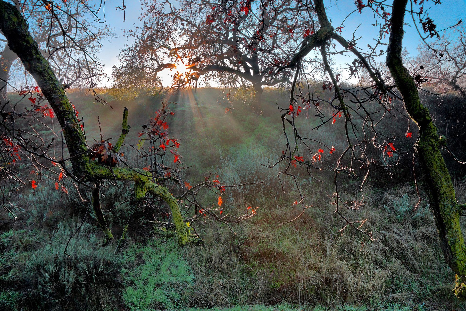 the sunlight and rays tree landscape wood nature fall leaf branch park environment flora outdoors season dawn scenic color fair weather fog grass daylight