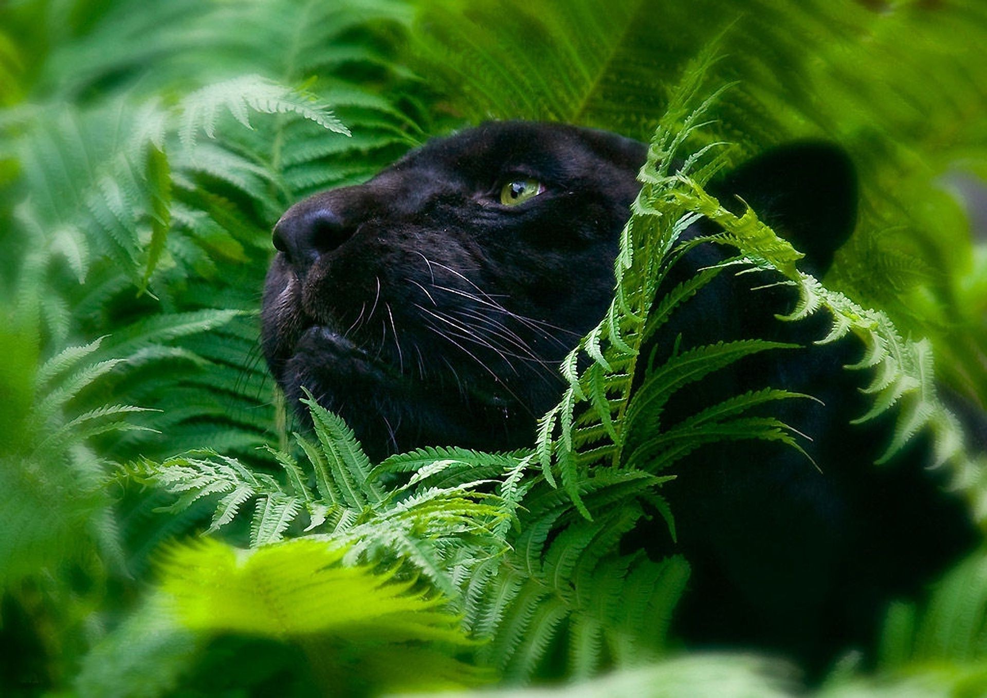 animales naturaleza vida silvestre hoja al aire libre animal selva medio ambiente hierba árbol flora salvaje