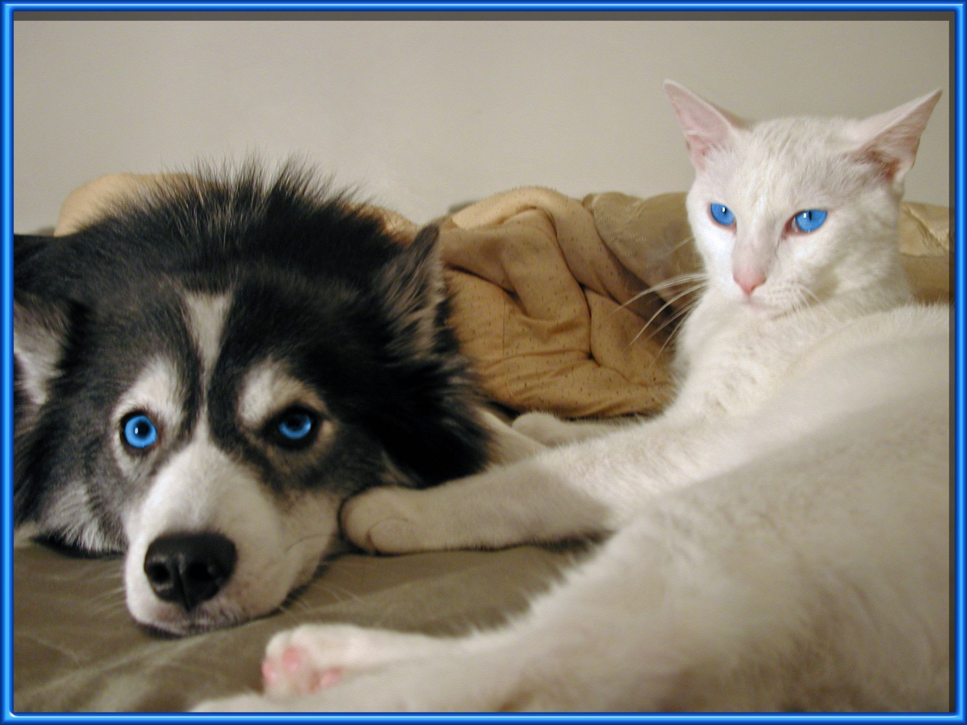 animais de estimação animal de estimação animal bonito cão doméstico retrato olho adorável pele mamífero gato puro sangue jovem filhote de cachorro gatinho raça engraçado estúdio pouco para baixo