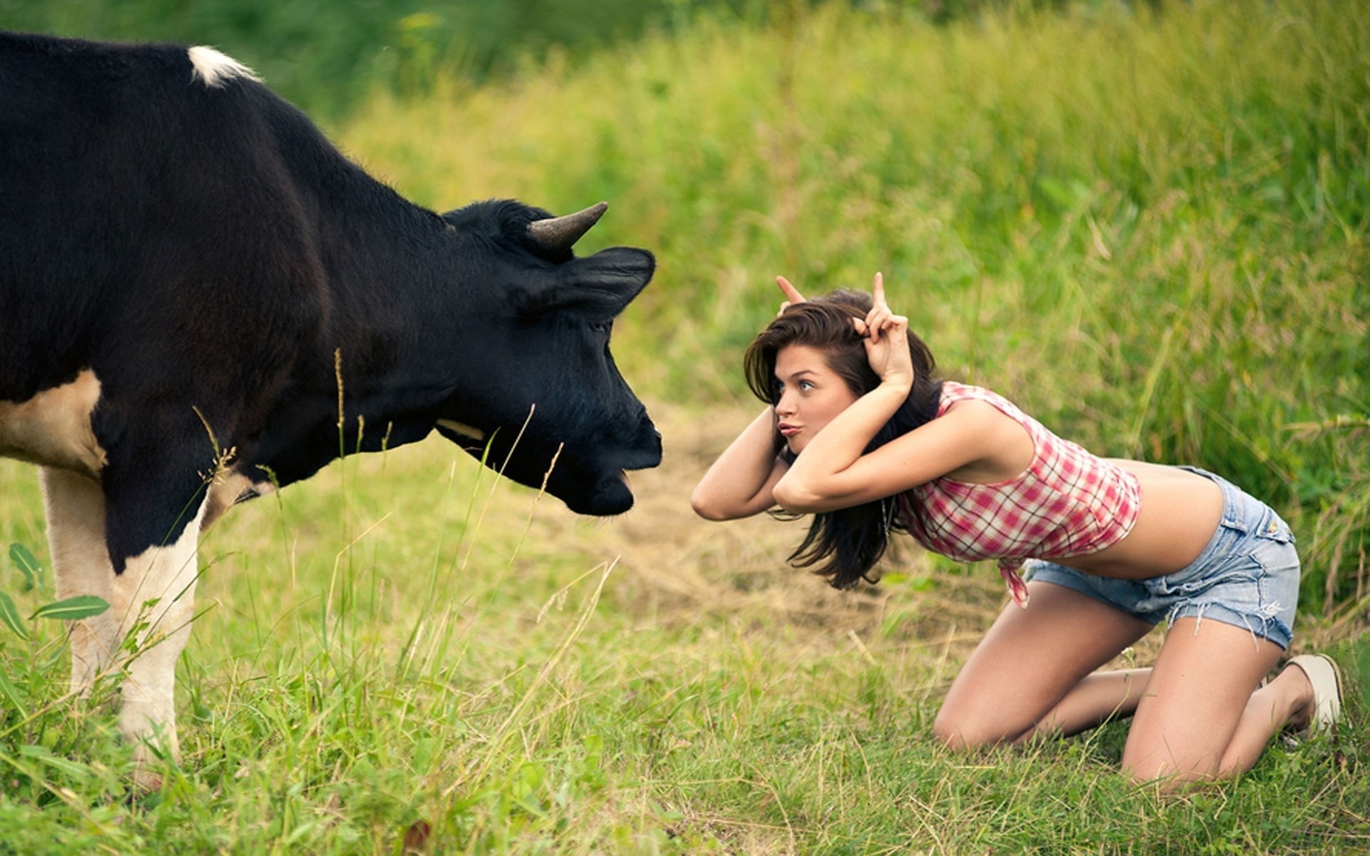 animals grass nature field hayfield summer outdoors