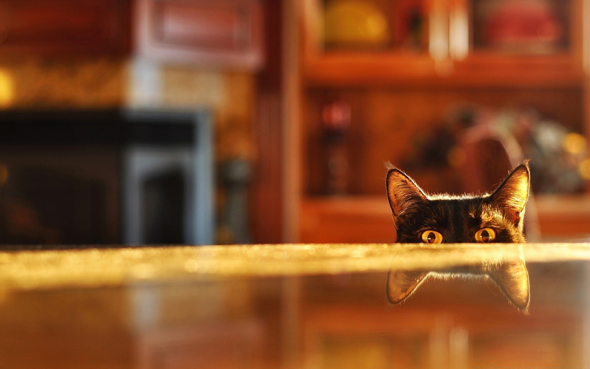 animales interior gato solo madera mamífero retrato muebles ventanas habitación luz del día