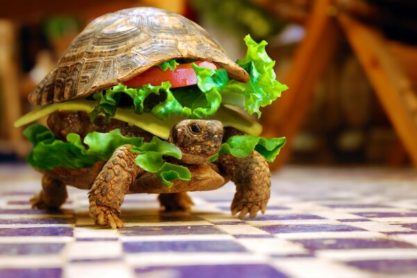 Tortue en forme de sandwich avec des feuilles de laitue