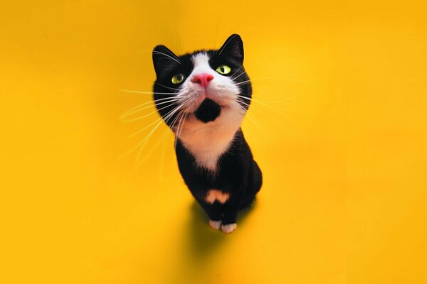 Cute black kitten on a yellow background