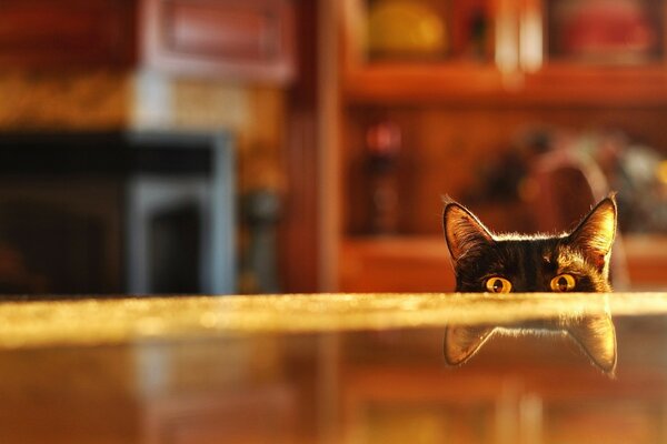 Le chat malin veut voler la table