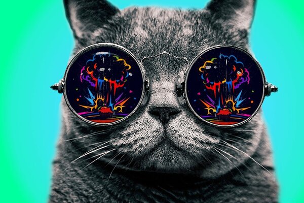 Chat gris dans des lunettes rondes