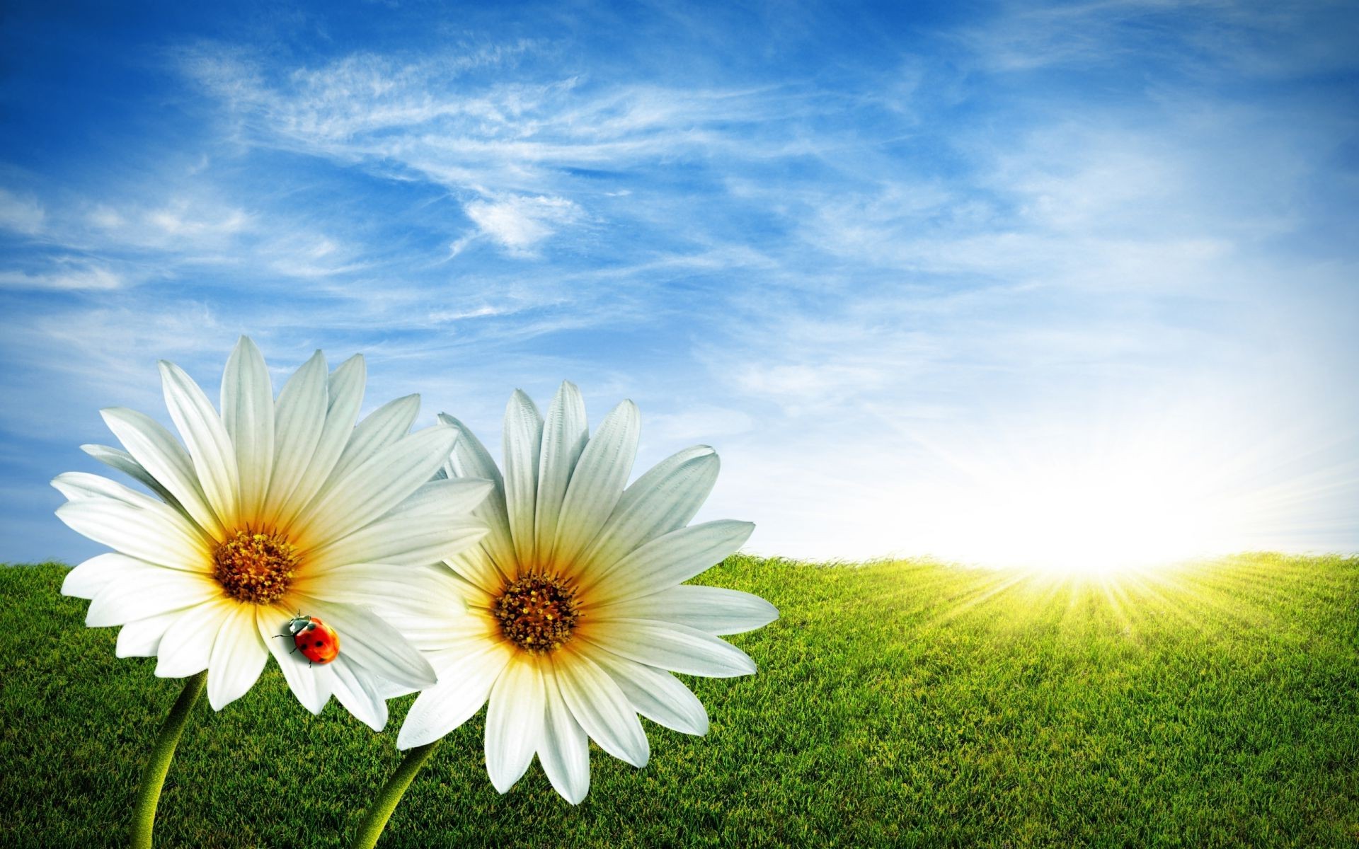 verão natureza grama sol céu brilhante bom tempo campo feno ao ar livre