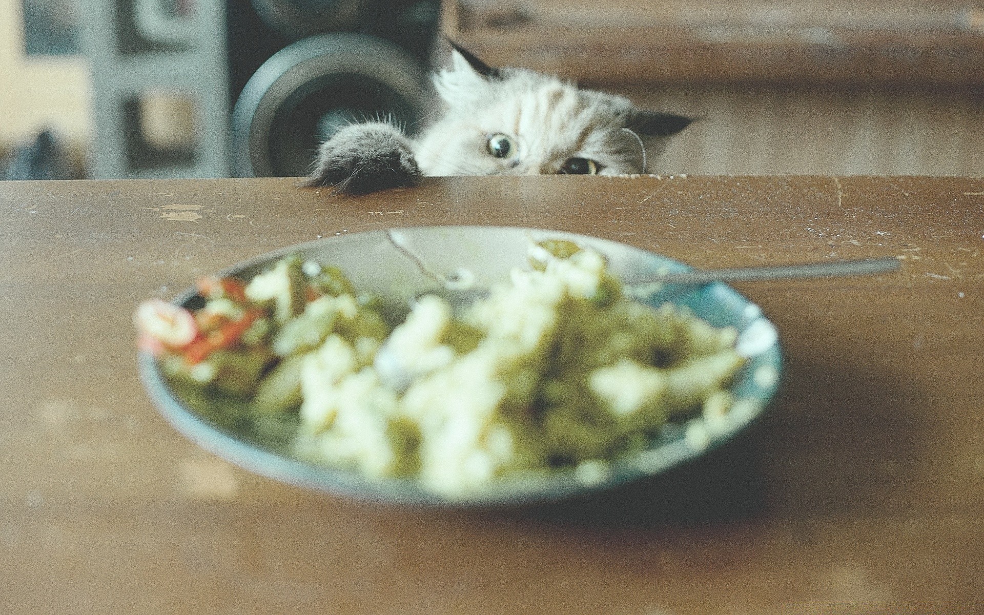 幽默和讽刺 食物 静物 猫 鱼 木头 碗 室内