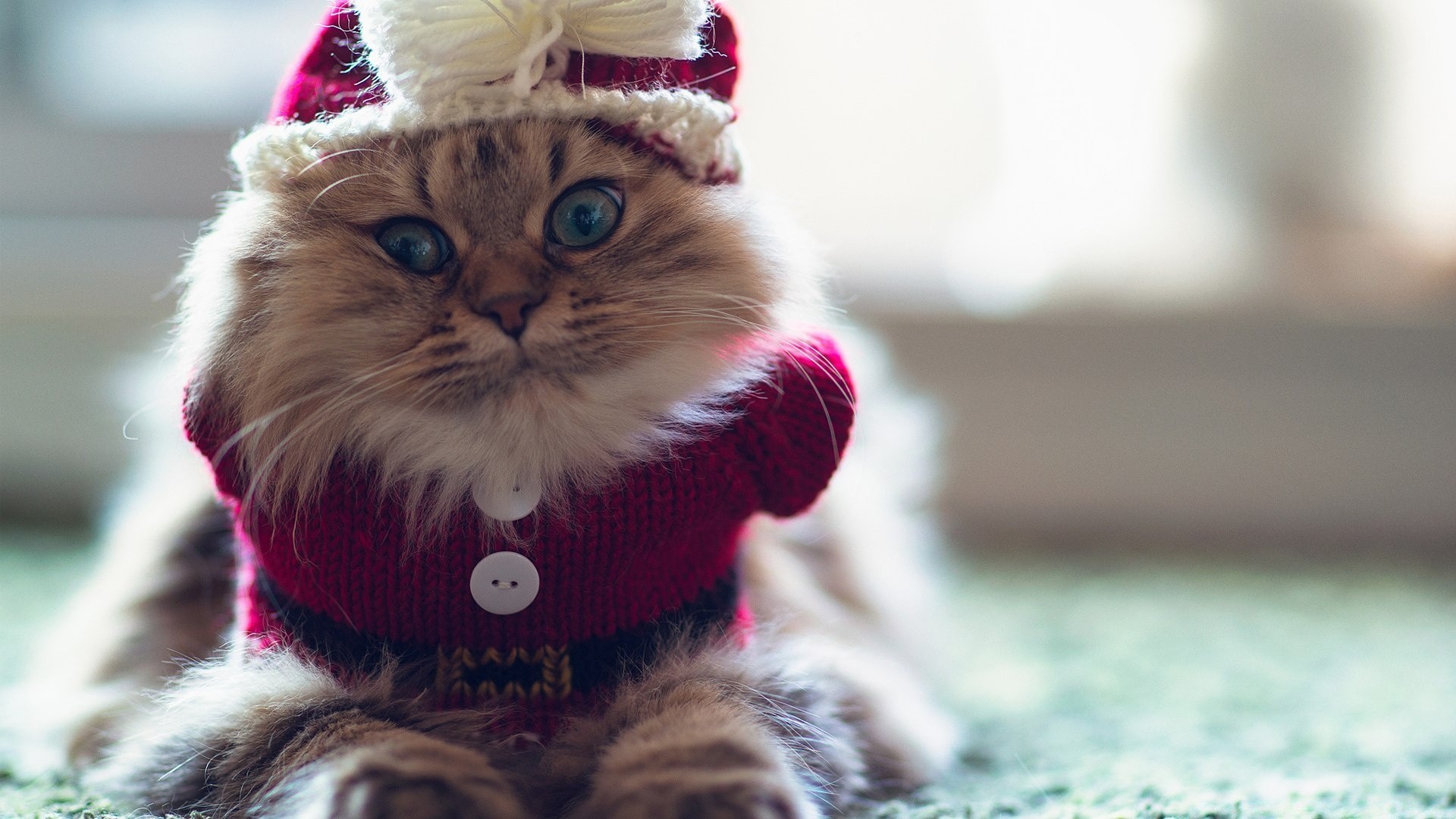 tiere fell wenig niedlich winter porträt weihnachten katze haustier spielzeug tier