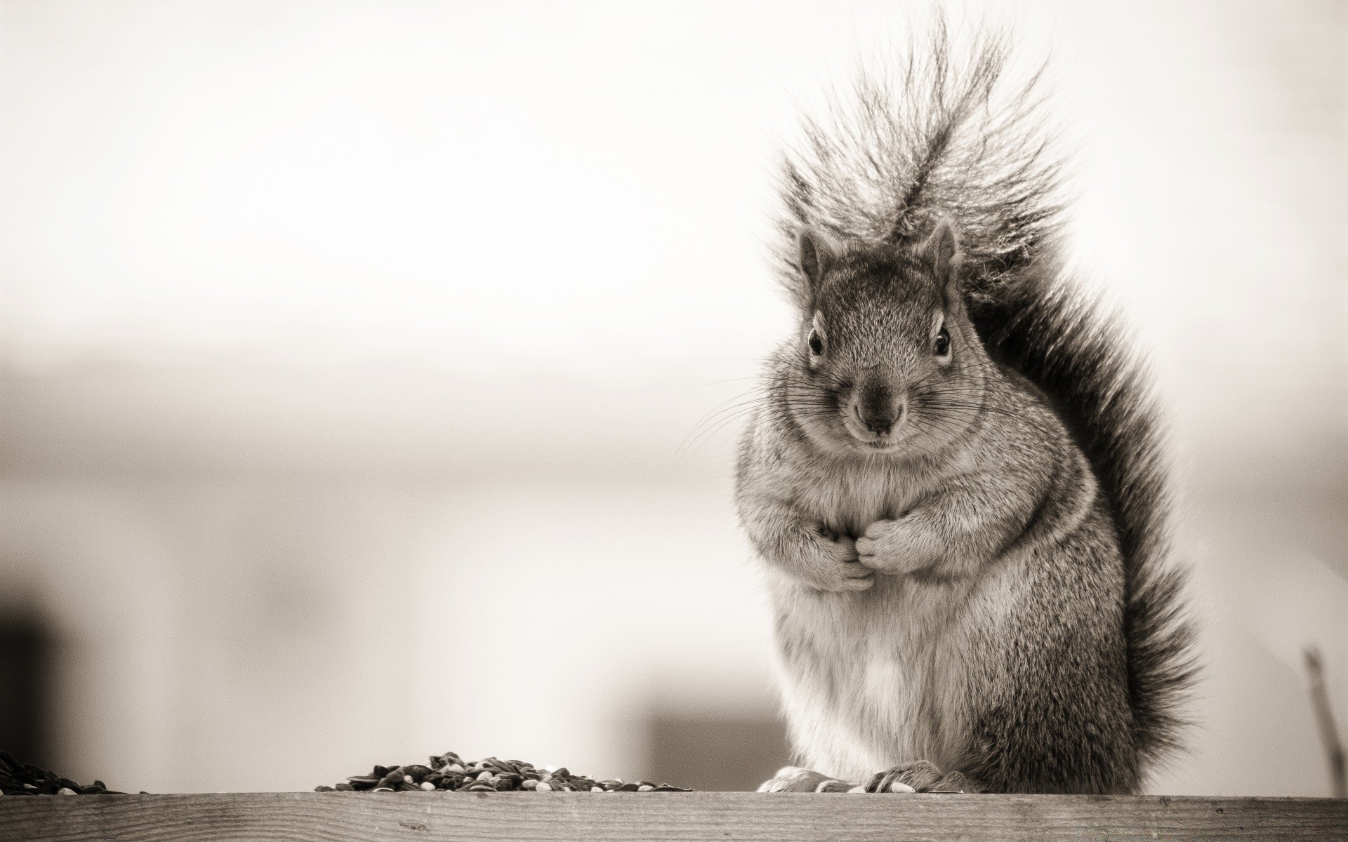 humor und satire säugetier ein porträt niedlich sitzen tierwelt natur eichhörnchen fell nagetier monochrom tier haare