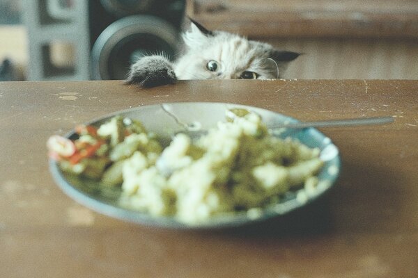 Chats drôles et mignons