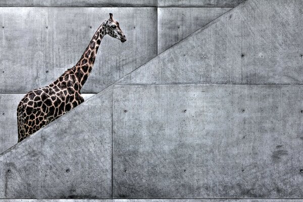 Giraffe in the texture of gray walls