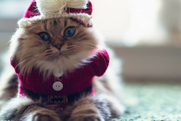 Chat mignon dans une tenue de Noël