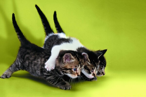 Tres gatitos en una pose divertida