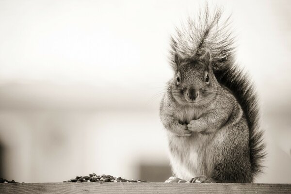 Cute and fluffy squirrel. monochrome image