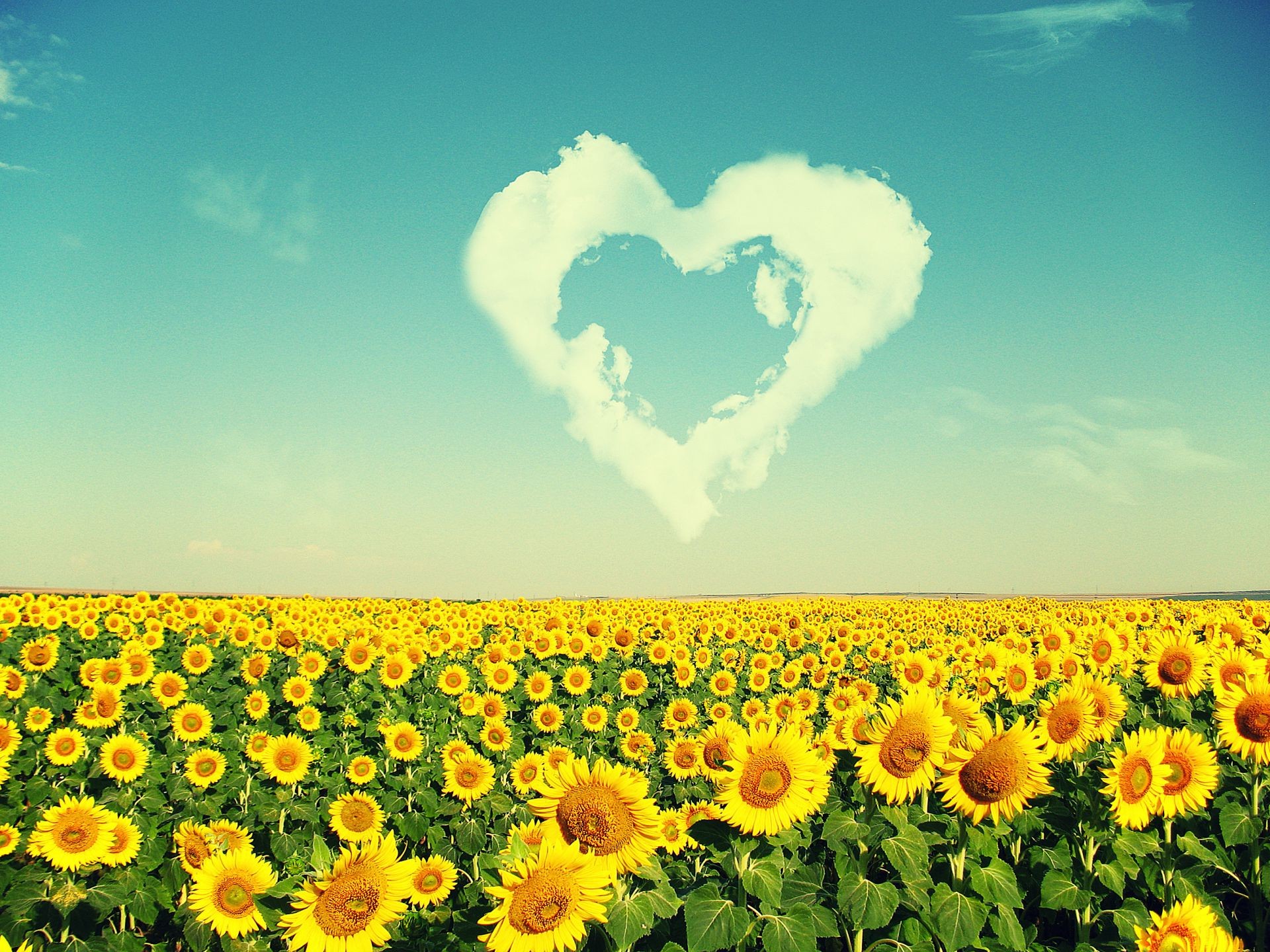 felder wiesen und täler sonne sommer feld natur des ländlichen landwirtschaft gutes wetter hell wachstum bauernhof himmel blume landschaft sonnenblume flora blatt im freien heuhaufen landschaft