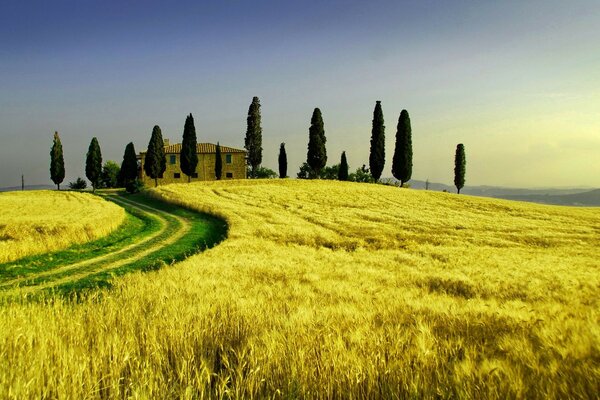 Bellissimo campo di pezage con spighe