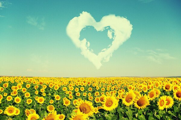 A heart from a cloud over a field of sunflowers