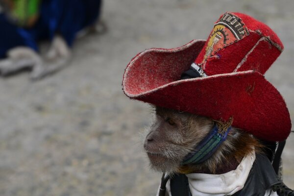 Cute dog with a hat on his head