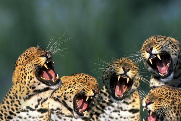 Wildtiere. Leopardenfamilie