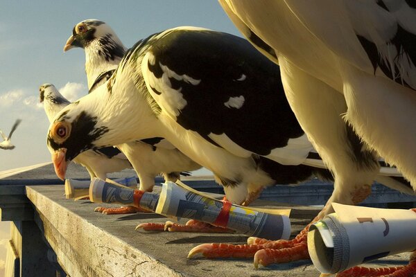 Post Vögel Nahaufnahme