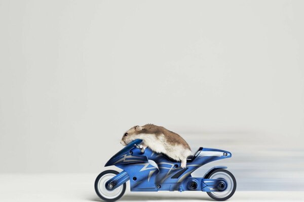 Meerschweinchen auf einem Spielzeugmotorrad Humor